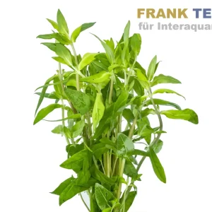 Knallerangebot Dreiblütige Nesaea, Ammannia mauritania, Bund